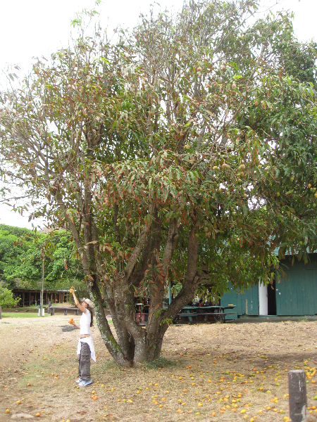 hawaii-225